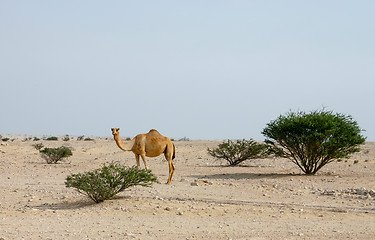 Image showing Camel in the Qatari desert
