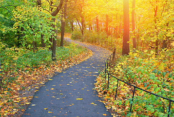 Image showing autumn tree