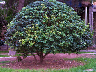 Image showing Colorful tree. Nicosia. Cyprus