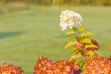 Image showing White flower in a garden