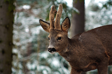 Image showing roebuck