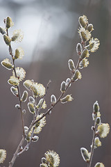 Image showing willow tree