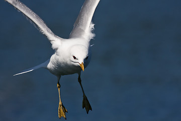 Image showing landing