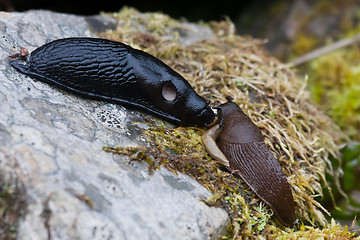 Image showing slug meeting