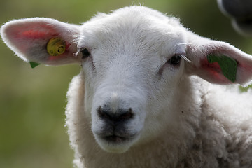 Image showing lamb