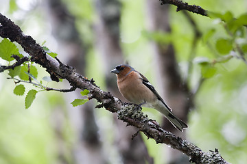 Image showing chaffinch