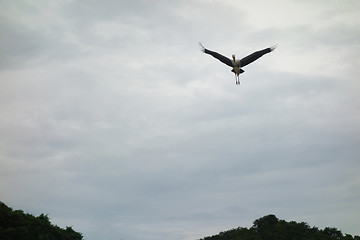 Image showing bird and sky