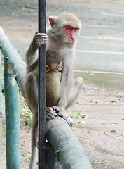 Image showing monkeys