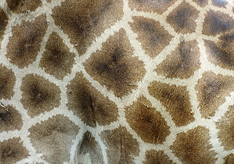 Image showing giraffe skin