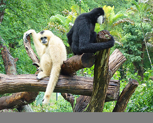 Image showing two gibbons