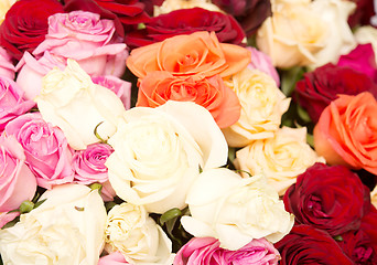 Image showing rose background