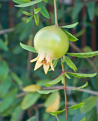 Image showing unripe pomegranate