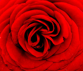 Image showing red rose