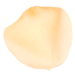 Image showing rose petal