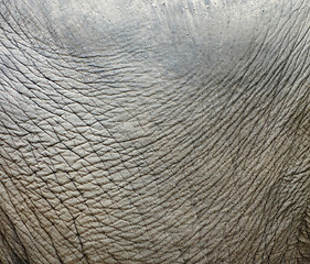 Image showing elephant skin