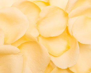 Image showing petal background