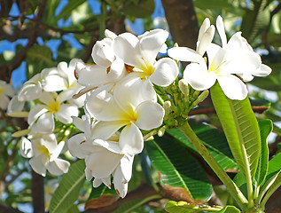 Image showing plumeria