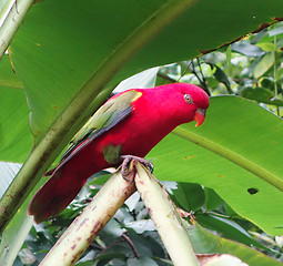 Image showing parrot