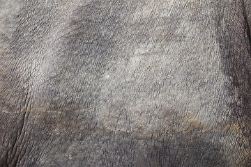 Image showing rhino skin