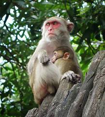 Image showing monkey family