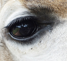 Image showing giraffe eye