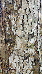 Image showing wood bark