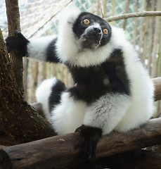 Image showing ruffed lemur