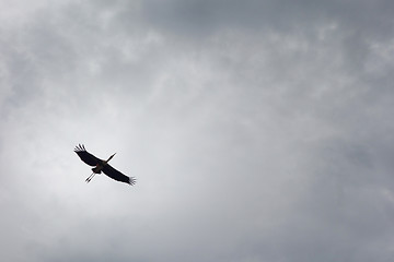 Image showing bird and sky