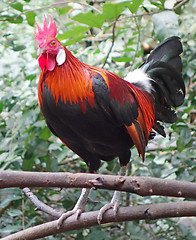 Image showing red rooster