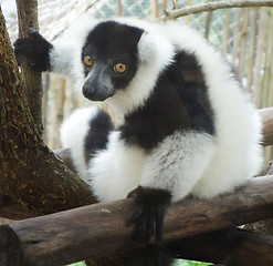 Image showing ruffed lemur