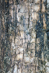 Image showing grunge bark