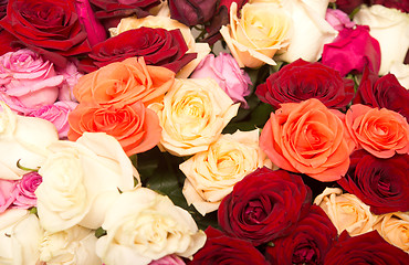 Image showing rose background