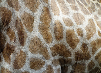 Image showing  giraffe skin