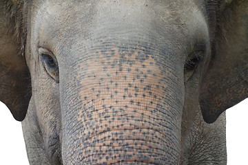 Image showing asian elephant