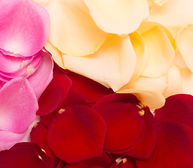 Image showing petal background