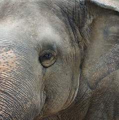 Image showing asian elephant