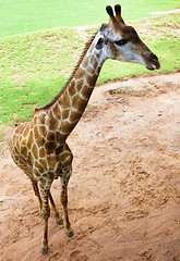 Image showing giraffe