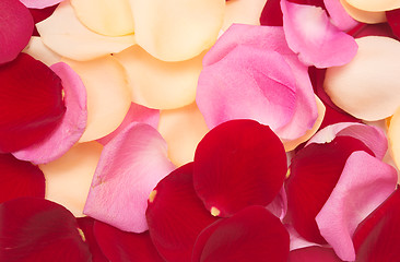 Image showing petal background