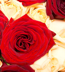 Image showing rose background