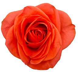 Image showing rose