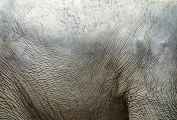 Image showing elephant skin