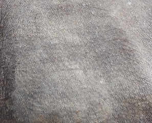 Image showing rhino skin