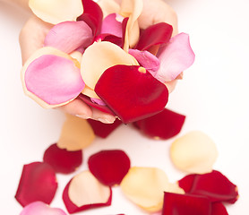 Image showing rose petals