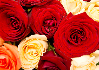 Image showing rose background