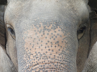 Image showing asian elephant