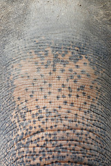 Image showing elephant skin