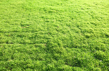 Image showing green grass