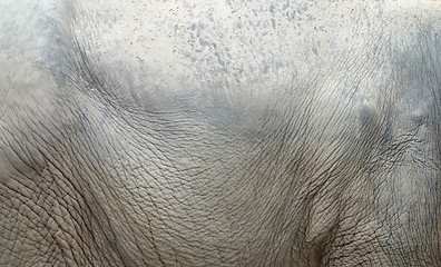 Image showing elephant skin