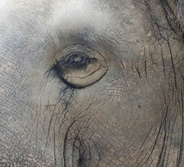 Image showing elephant eye