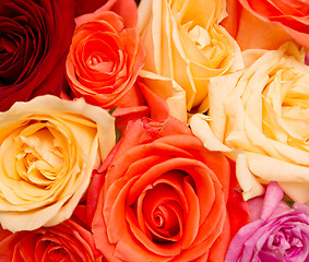 Image showing rose background